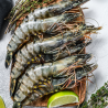 Black Tiger Prawn 16/20(L) 1kg