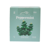 Mori Tea Peppermint Tea 10 sachets x 24g