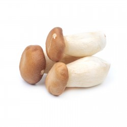 Mushroom Oyster King 200g